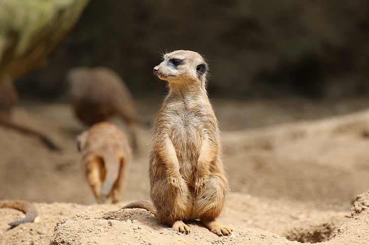 Meerkat, osamljen, pesek, živalski vrt, živali, sesalec, Afrika