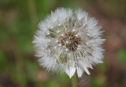 dandelion, close, infructescence, composites, roadside, pointed flower, nature
