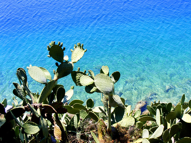cactus, water, great, blue