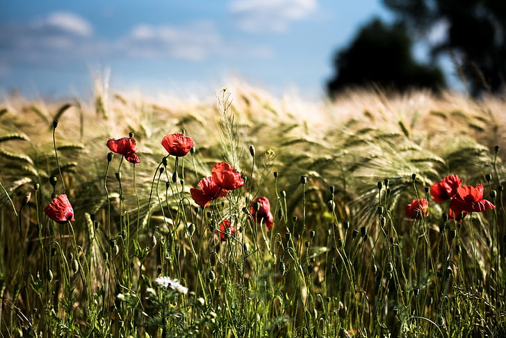 summer, field, nature, cereals, landscape, fields, barley