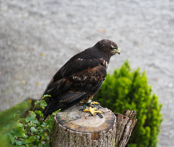 raptor, falcon, bird, feather, plumage, nature, wildlife photography