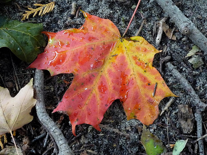 kļavas, kritums, atstāj, rudens, sezonas, Leaf, daba
