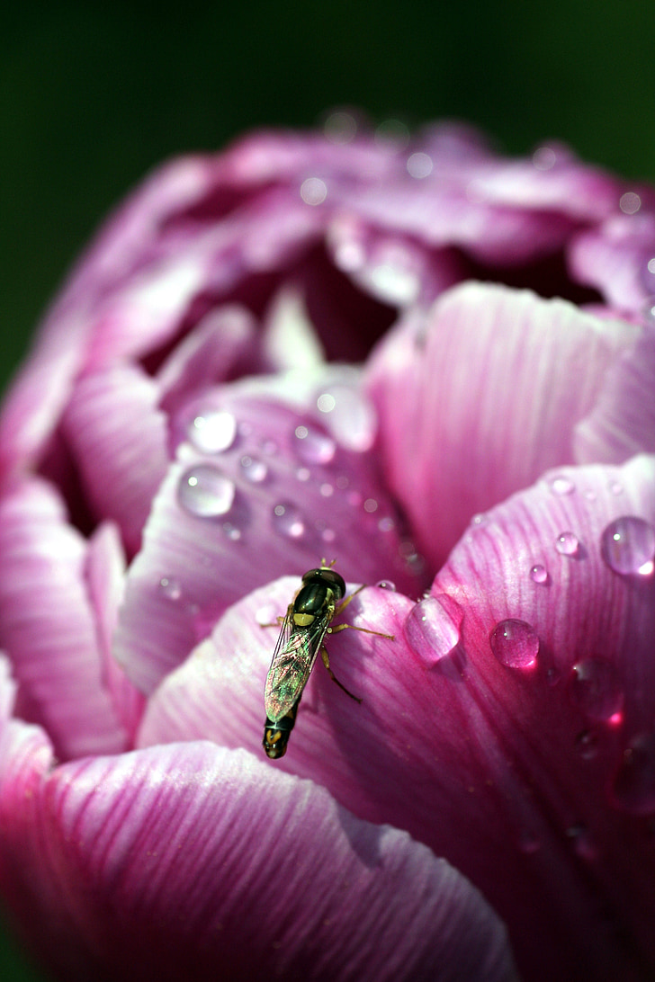 flower, insect, pink, nature, garden