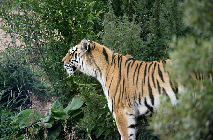 Tiger, divji urha klicati, živali