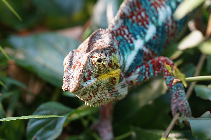 chameleon, lizard, insect eater