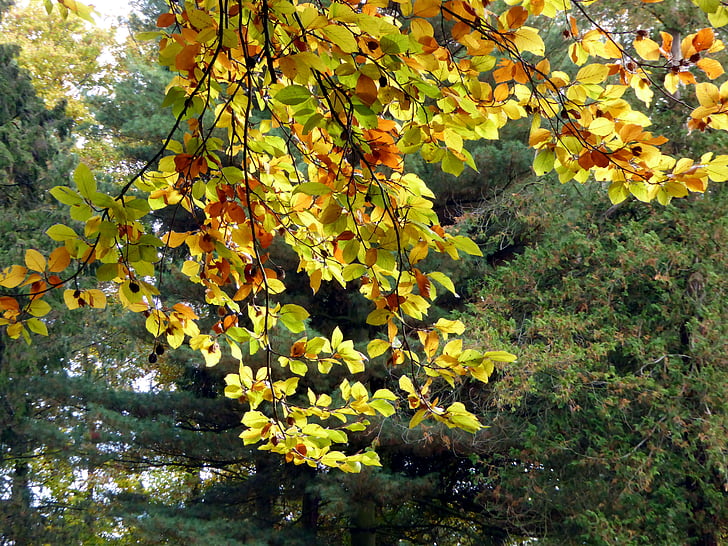 Outono, folhas, Outono dourado, cor de outono, amarelo, colorido, filial