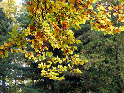 秋, 葉, 黄金色の秋, 秋の色, イエロー, カラフルです, 支店