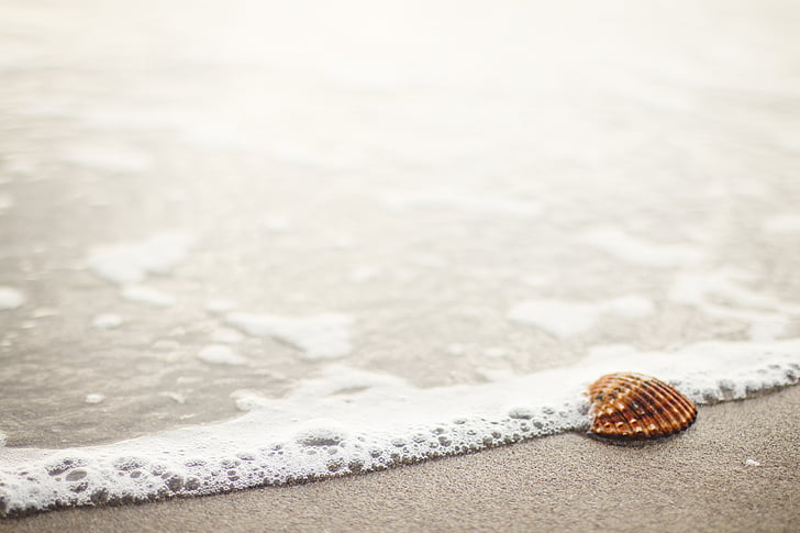 bruin, Seashell, aan zee, Sea shell, strand, zand, oever