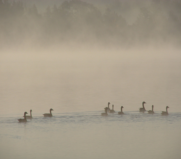 nature, spring, morning, water, fog, ducks