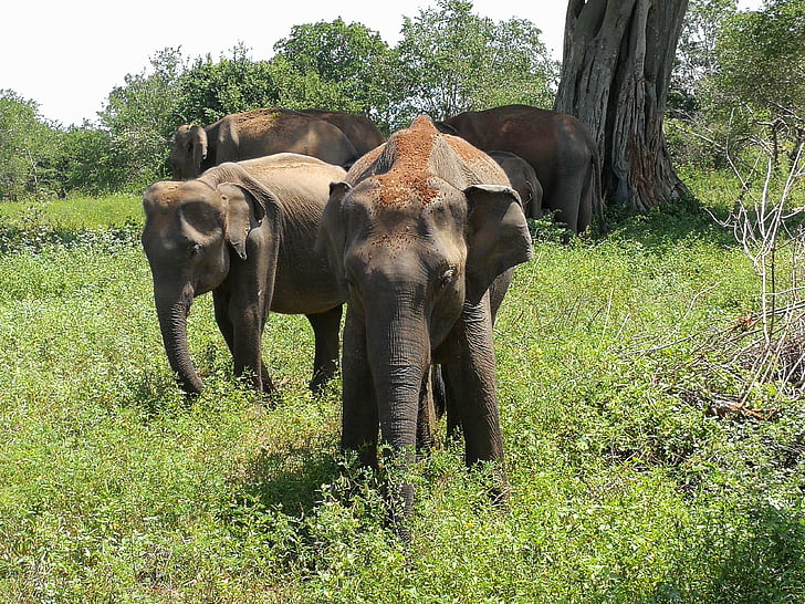 elefant, Safari, pustie, fotografie Wildlife