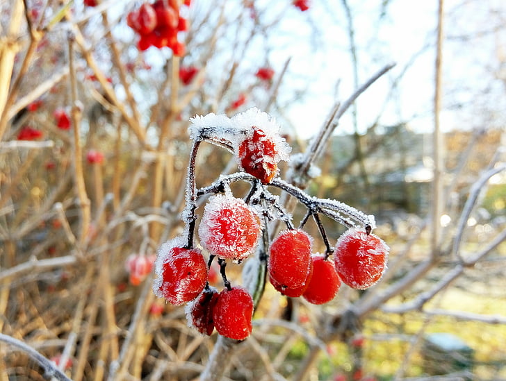 fruit, ice, frozen, winter, utrecht, frost, cold