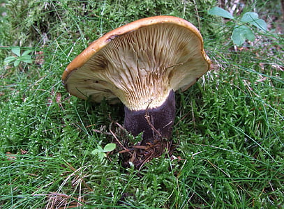 mushroom, forest, autumn, moss, forest floor, moist, coniferous forest