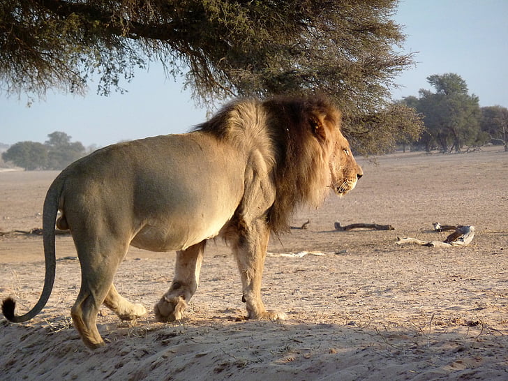 kalagadi, lion, south, africa