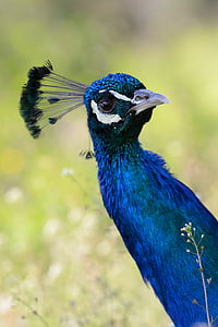 peacock, blue, bird, the head of the peacock, noble, crown