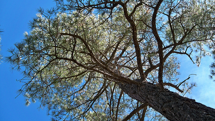 strom, Príroda, Sky, Arizona, USA, Amerika, borovica