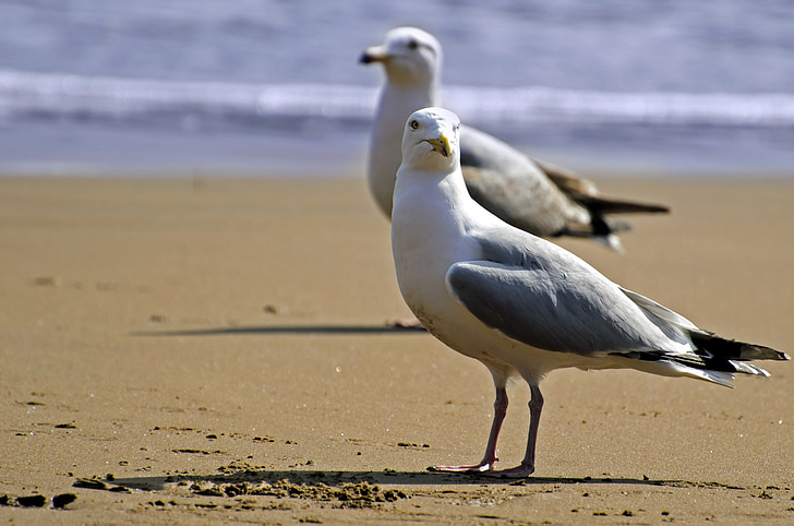 seagull, bird, white, sea, gull, sky, background