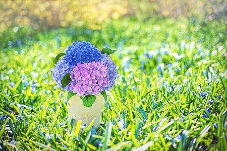 spring flowers, hydrangeas, purple, blue, spring, blossoms, nature