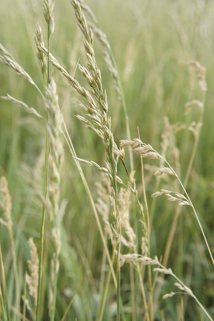 naturaleza, cereales, campo, agricultura, grano, cultivos en campo, trigo