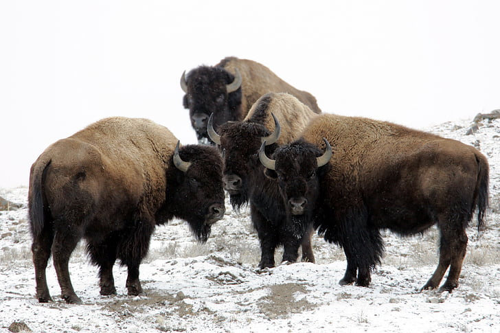 bölény, Buffalo, hó, téli, hideg, szél, Amerikai