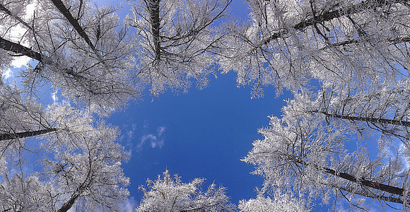 árvore, coroa, Inverno, céu, Horizon, estética, floresta
