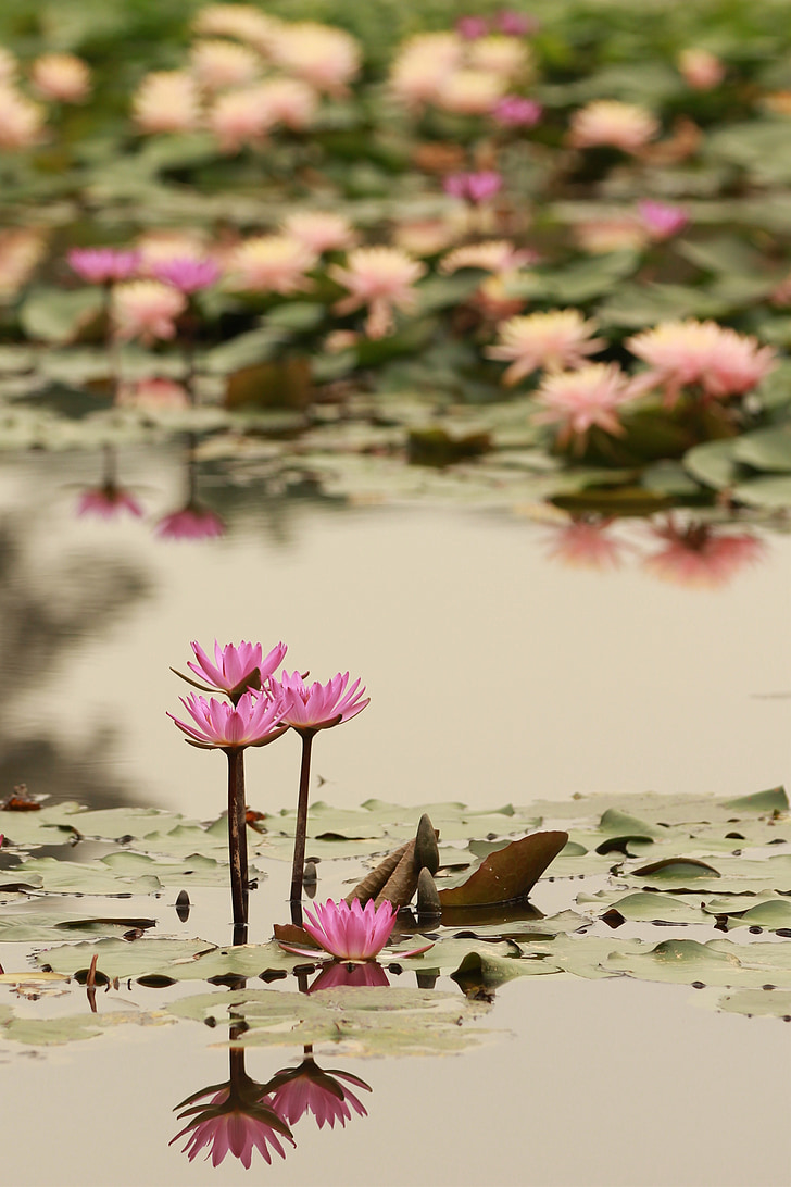 Lotus, refleksi, bunga, alam, warna pink, tanaman, musim panas