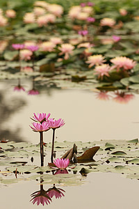 Lotus, réflexion, fleur, nature, couleur rose, plante, été