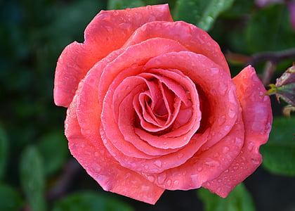 τριαντάφυλλο, λουλούδι, ροζ, μακροεντολή, φύση, φυτό, ply τριαντάφυλλο