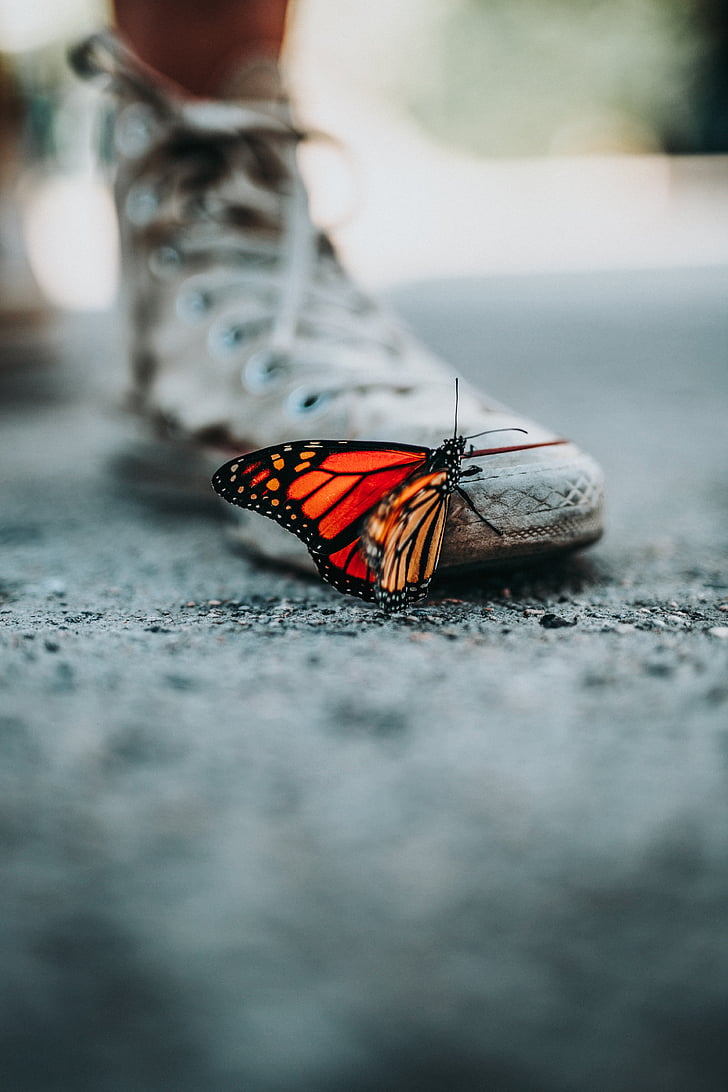 butterfly, insect, animal, street, blur, shoe, sneakers