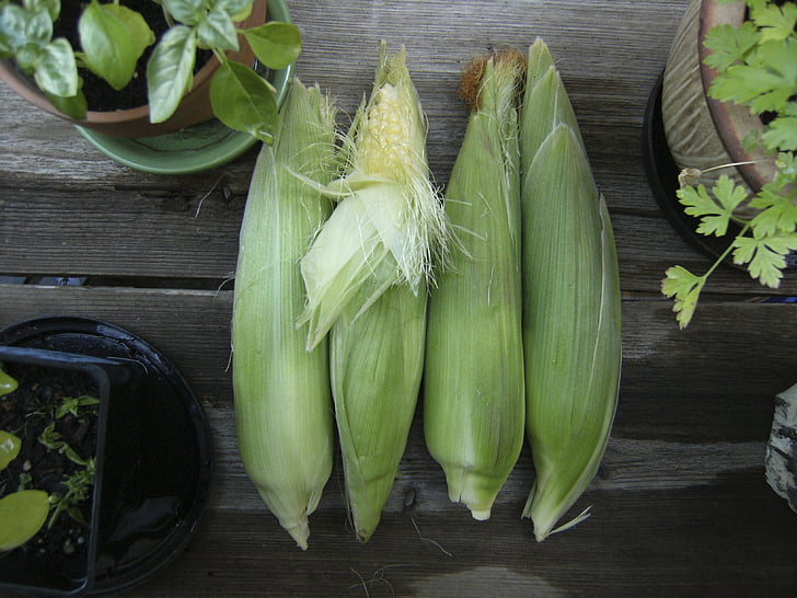 kukurydza, warzyw, ogród, jesień, żniwa, upadek, jedzenie