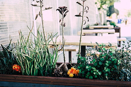 pot de fleurs, plantes, tables, fleur, plante