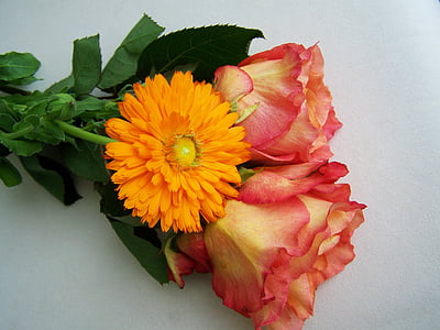 RAM de flors, Rosa, Gerbera, flor de tall, pètal, natura, flor
