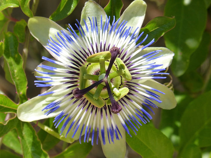 Passiflora lubikas, Passiflora, kirg lillede, sinine passionflower, lill, loodus, taim