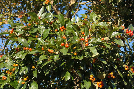 fruits sauvages, petits fruits, arbre, rouge, feuilles, brillant, lederartig