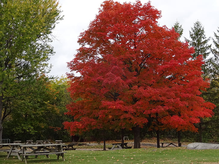 feuilles d’automne, automne, saisonnier, arbre rouge, paysage, nature