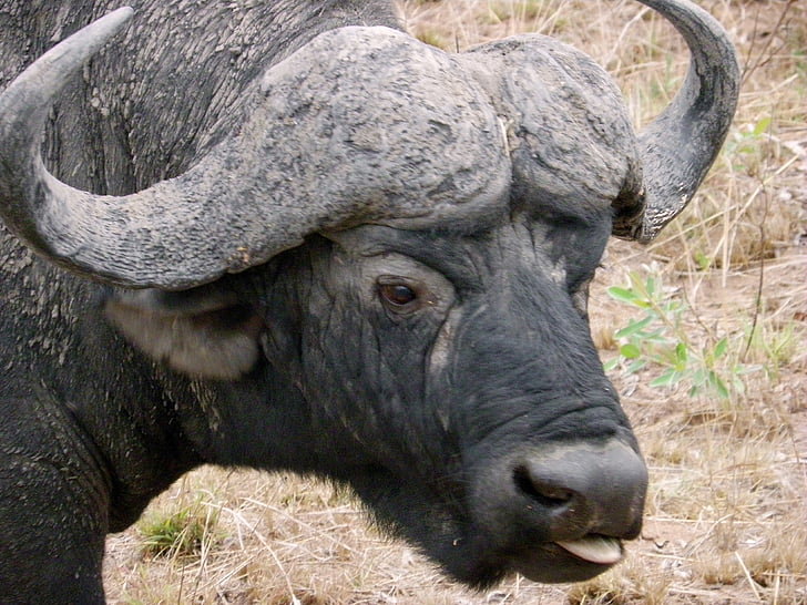 water buffalo, wildlife, kruger park