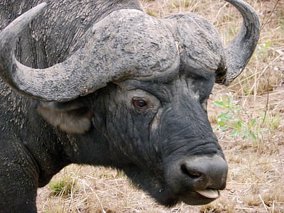 vattenbuffel, vilda djur, Kruger park