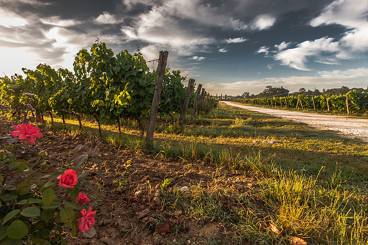 Toscana, uva, campo, natura, verde, tempo libero, paesaggio
