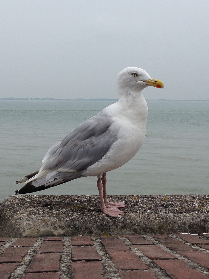 seagull, sea, fly, bird, animal, air, seagulls