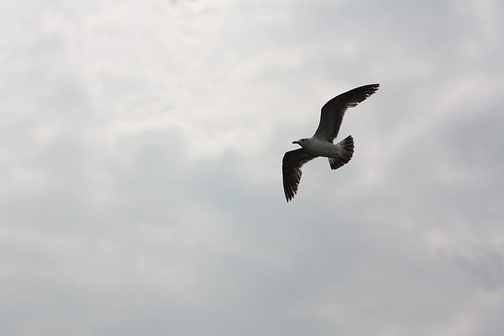 seagull, sky, flight, wing, new