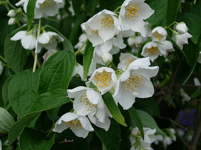 Jasmin, Bush, õis, Bloom, valge, loodus, lill