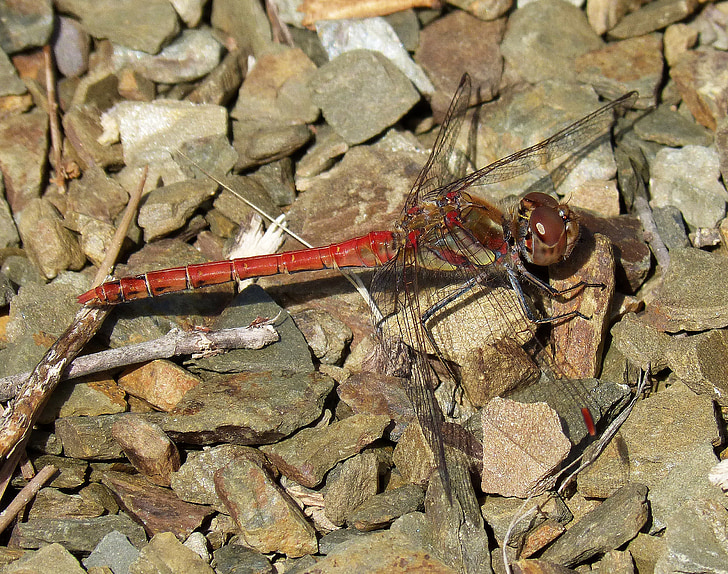 dragonfly, red, insect, stones, red dragonfly, fly, detail