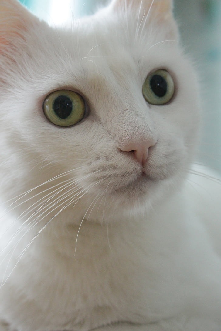 кошка, Домашняя кошка, Белый Кот, зеленые глаза, Кошачий глаз, вид, домашнее животное