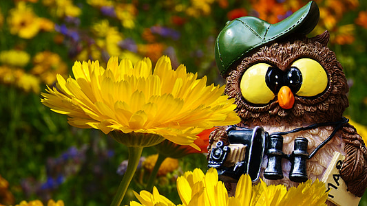 baykuş, Fotoğraf, turist, şekil, komik, eğlenceli, çiçekler