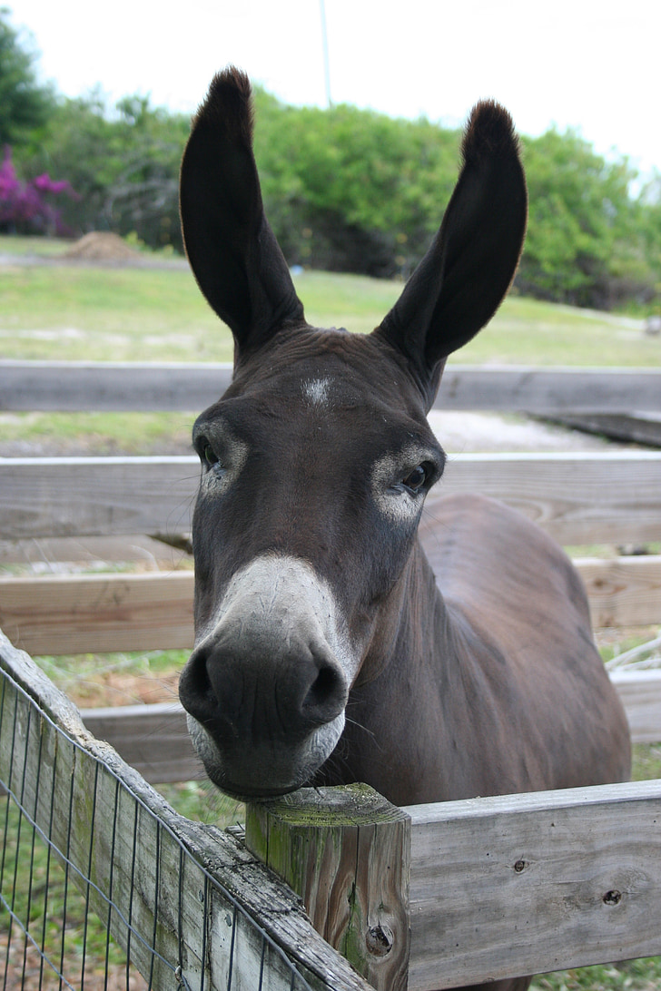 donkey, burro, head, shot, looking, straight, at