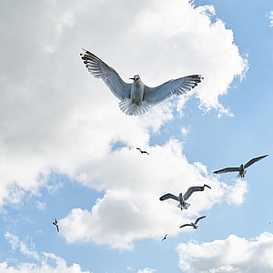 seagull, bird, fly, v, nature, clouds, peace