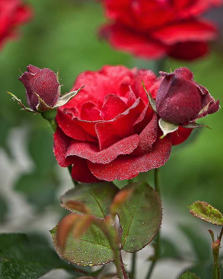 Rosa mojada, flora, flor, un jardín de flores, jardín, una planta del jardín, flores