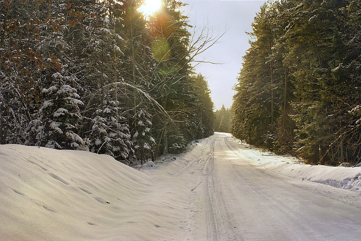 winter, forest, way, snow, frost, coniferous, christmas tree