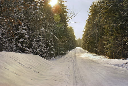téli, erdő, út, hó, fagy, tűlevelű, karácsonyfa
