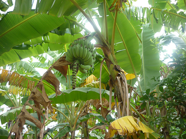 plátano, verde, planta, hoja, fruta, tropical, arbusto de la banana