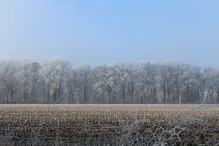 Talvinen, puut, sänki, kylmä, Frost, talvi, talven tunnelma